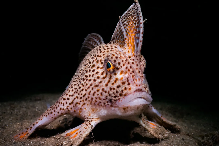 Extrémně vzácni ryba udicovka tasmánská, která chodí "po rukou".