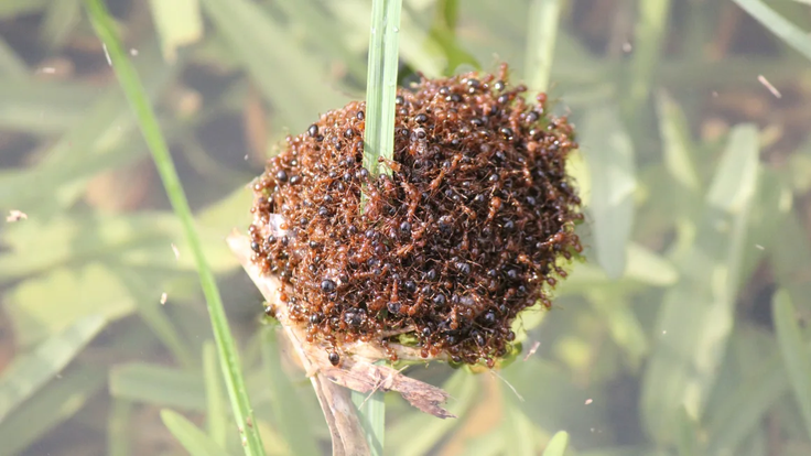 240117113419-01-invasive-fire-ants-australia-flooding-2024