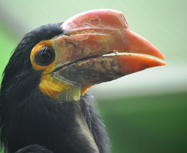 Zoborožec světlehlavý ze Zoo Plzeň