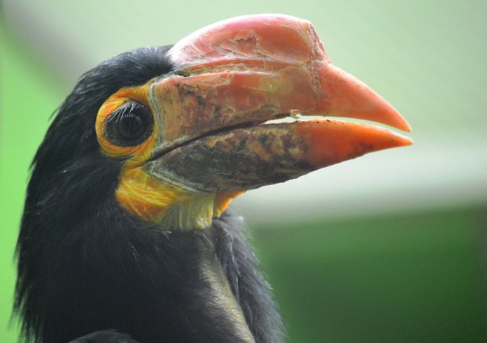 Zoborožec světlehlavý ze Zoo Plzeň