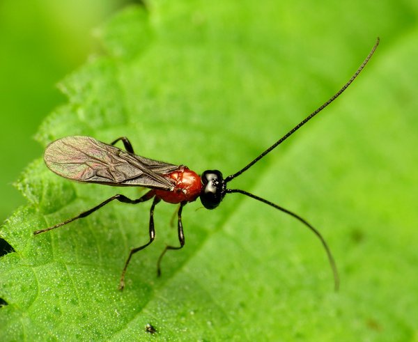 parazitická vosička