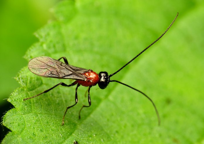 parazitická vosička
