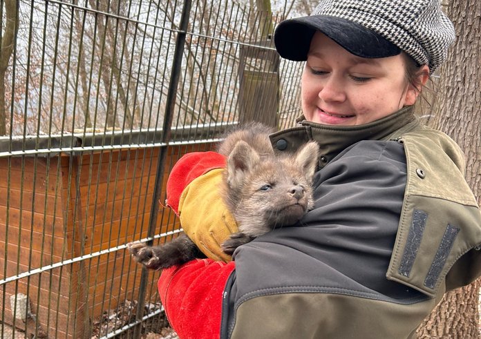 Mládě vlka hřivnatého v Zoo Brno