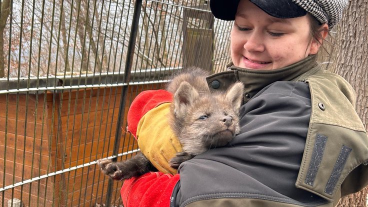 Mládě vlka hřivnatého v Zoo Brno