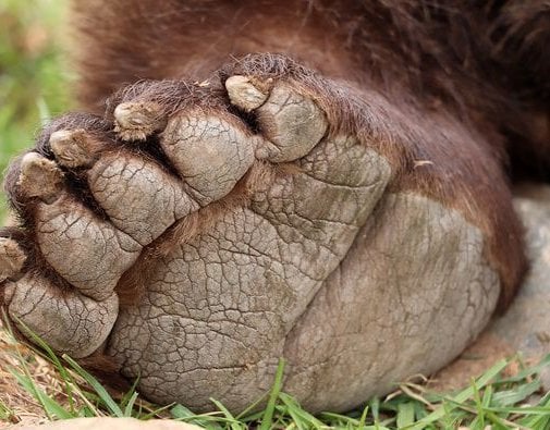 Medvědi v plzeňské Zoo