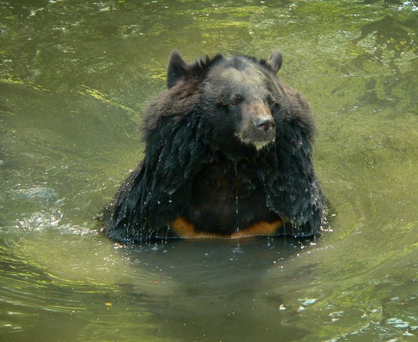 Samice medvěda ušatého ze Zoo Ostrava
