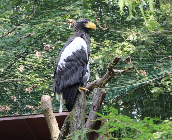 Orel východní v Zoo Ostrava