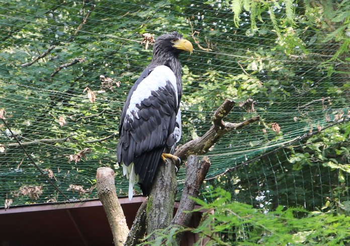 Orel východní v Zoo Ostrava