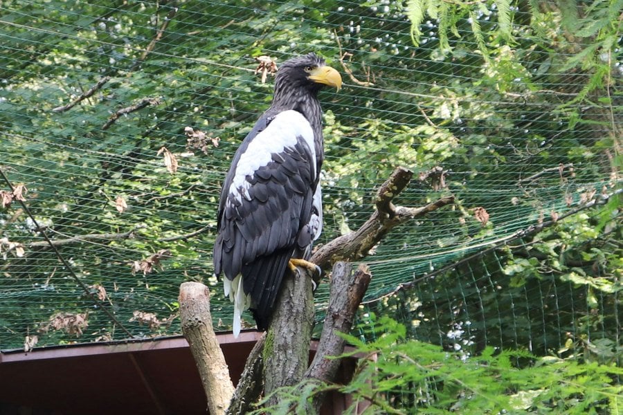 Orel východní v Zoo Ostrava