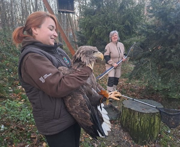 Samice orla mořského ze Zoo Ostrava