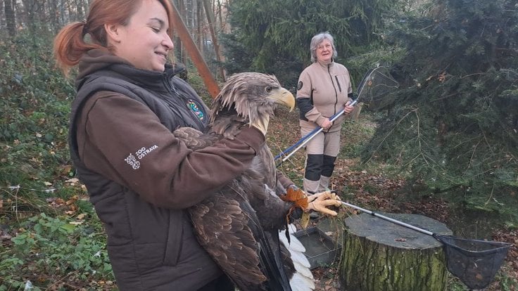 Samice orla mořského ze Zoo Ostrava