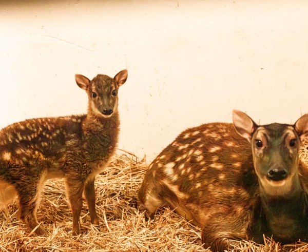 Mládě sambara skvrnitého s matkou v Zoo Ostrava