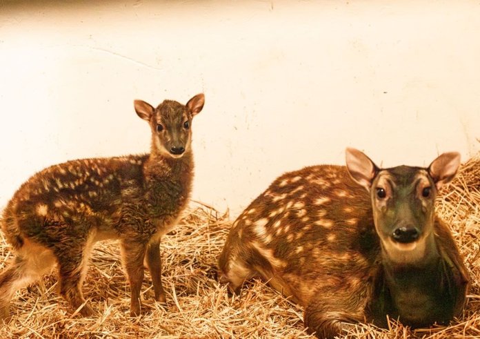 Mládě sambara skvrnitého s matkou v Zoo Ostrava