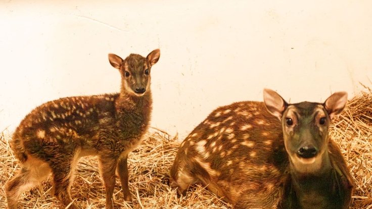 Mládě sambara skvrnitého s matkou v Zoo Ostrava