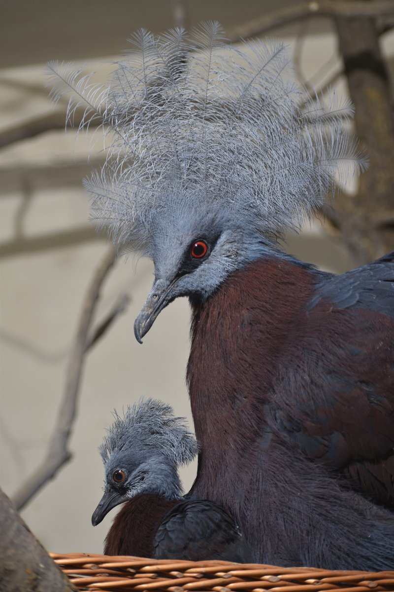 Korunáč Sclaterův