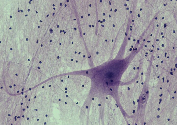 neuron