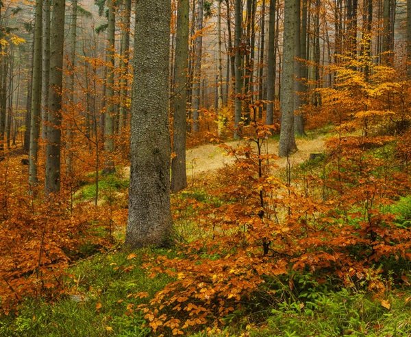 Krkonošský národní park