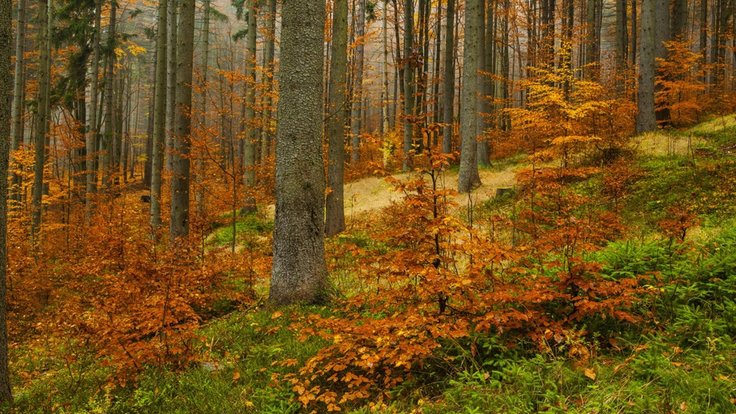Krkonošský národní park