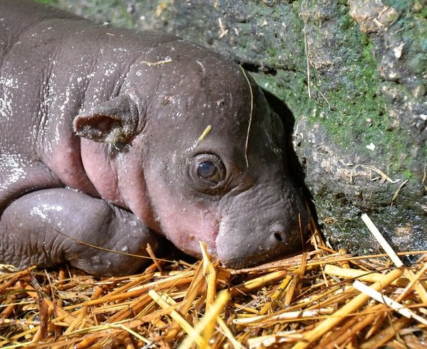 Mládě hrošíka ze Zoo Jihlava