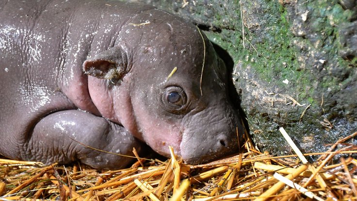 Mládě hrošíka ze Zoo Jihlava