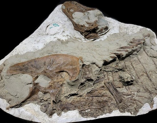 4 Right side of Gorgosaurus guts are lower centre_Photo by Darla Zelenitsky, University of Calgary (specimen courtesy of Royal Tyrrell Museum).jpg