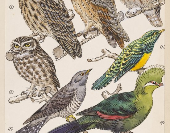 Ilustrace Antonína Pospíšila