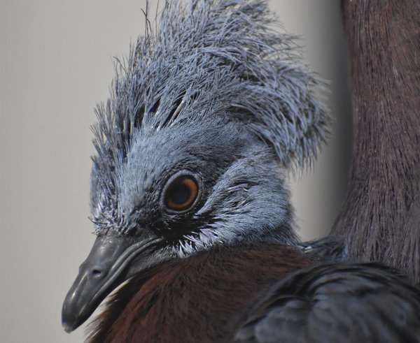 Ptáče korunáče sclaterova