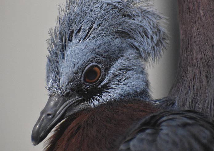 Ptáče korunáče sclaterova