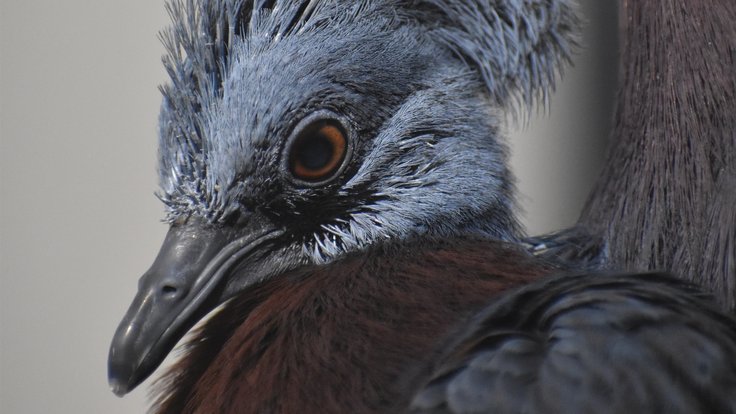 Ptáče korunáče sclaterova