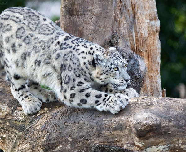 sněžný leopard