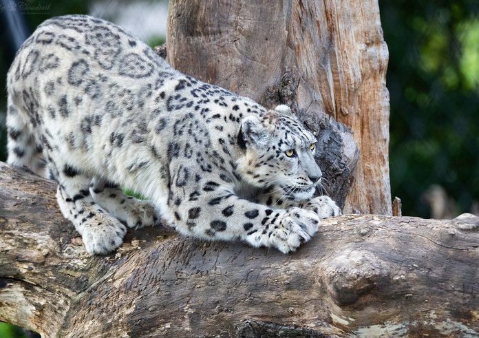 sněžný leopard