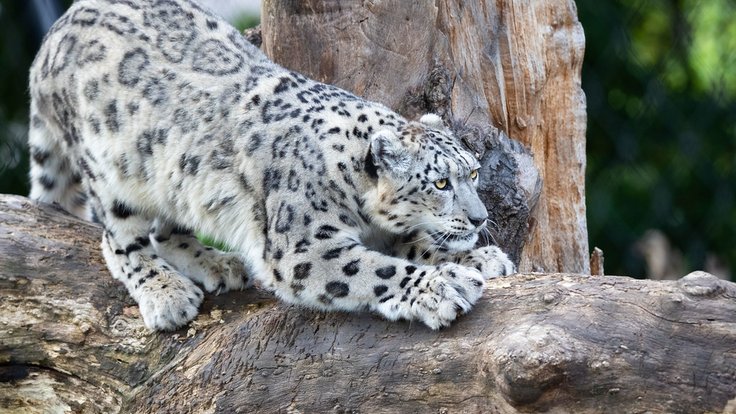 sněžný leopard