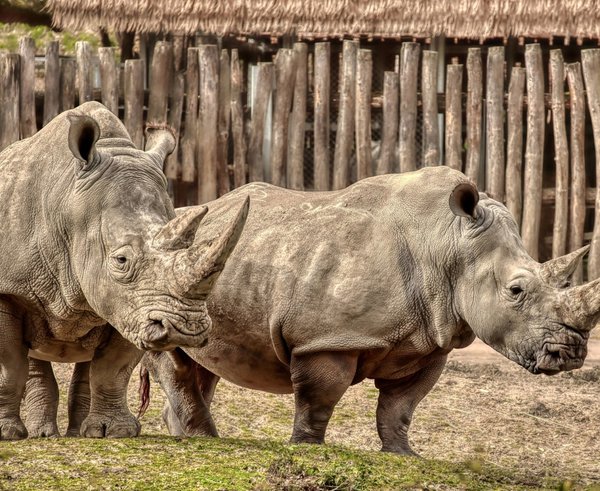 Nosorožci v Zoo Zlín.