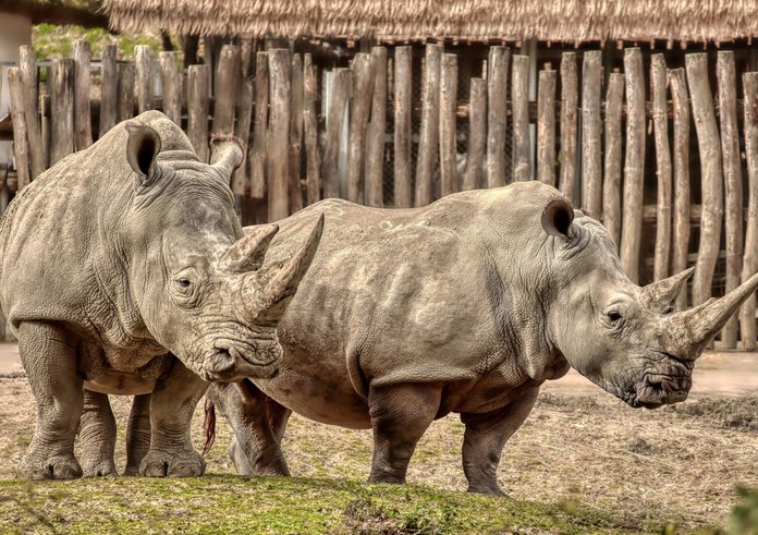 Nosorožci v Zoo Zlín.