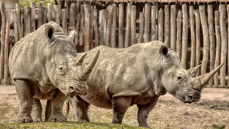 Nosorožci v Zoo Zlín.