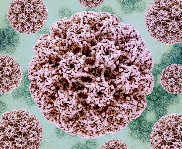 Infekce HPV