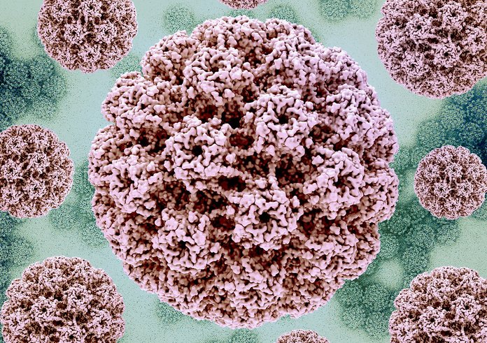 Infekce HPV