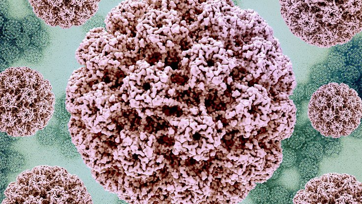 Infekce HPV