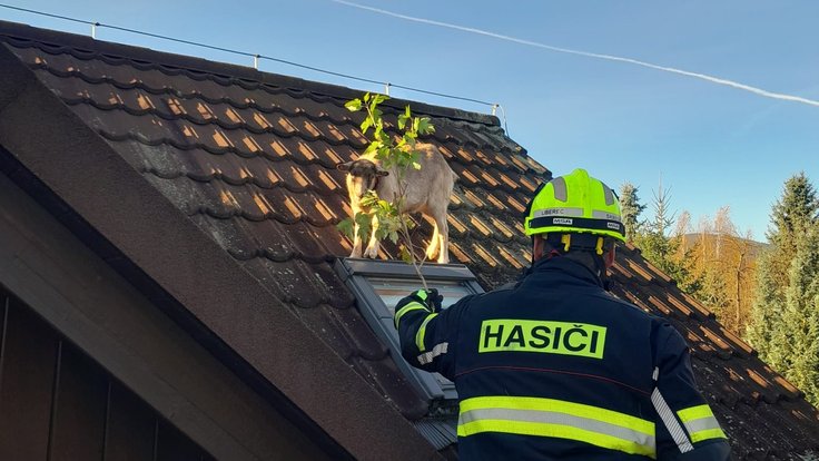 576913443_1298137428782178_6902900862025126495_n