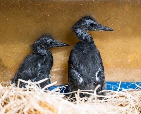 577017817_1242157514624642_4107820817232178711_n