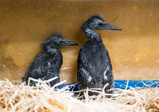 577017817_1242157514624642_4107820817232178711_n