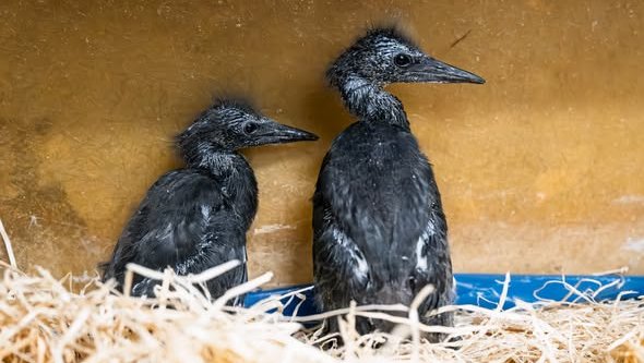 577017817_1242157514624642_4107820817232178711_n