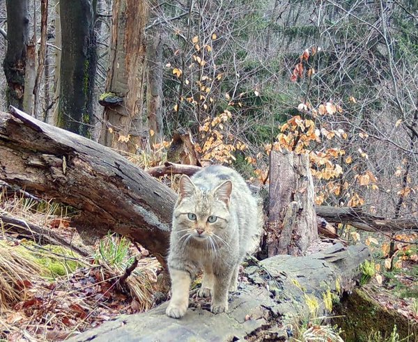 595595097_1423631893097900_66665960588275310_n