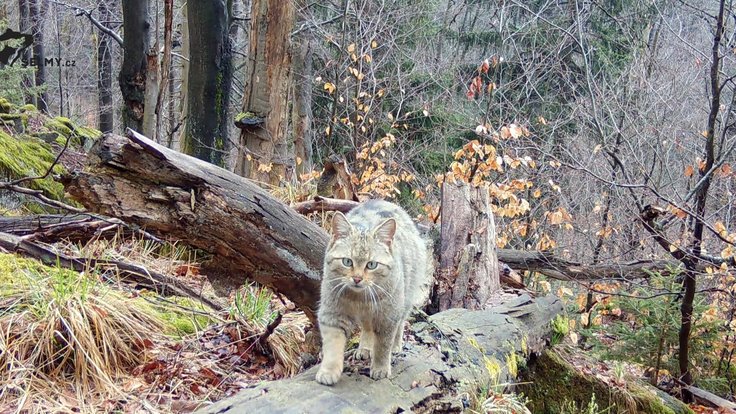 595595097_1423631893097900_66665960588275310_n