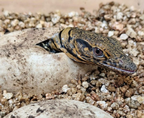 606029796_1301349225356809_8822510865479313764_n