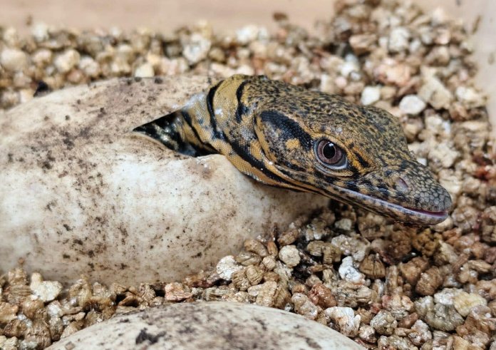 606029796_1301349225356809_8822510865479313764_n