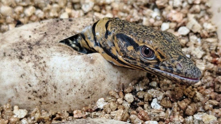 606029796_1301349225356809_8822510865479313764_n