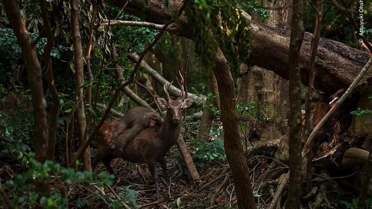 Foto makaka jedoucím na jelenovi sika.