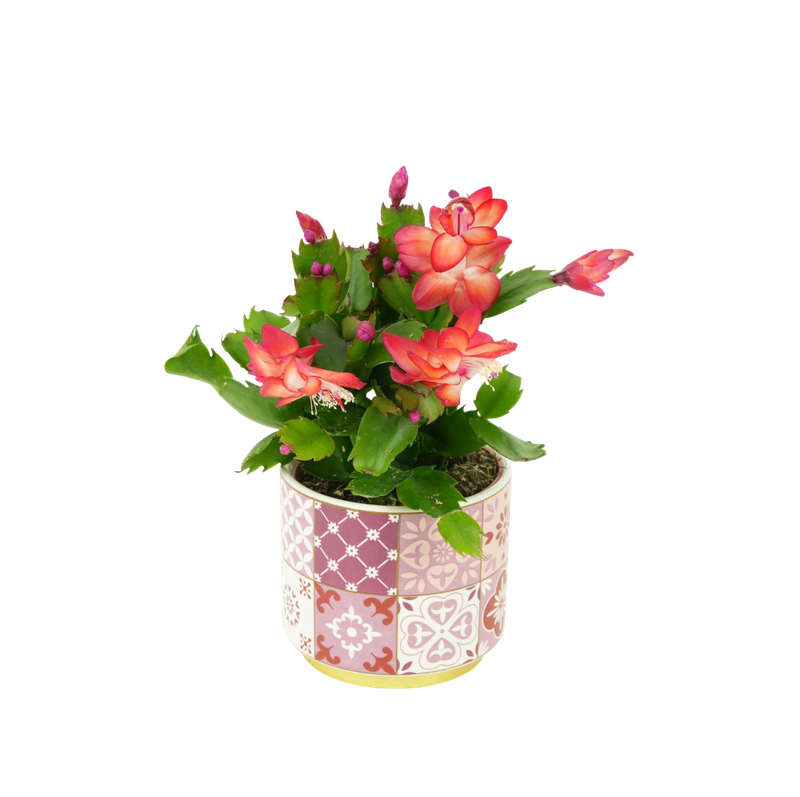 6b344671f3c21a52b490bace79242c71-snimek-obrazovky-2024-11-25-v-11-24-42-removebg