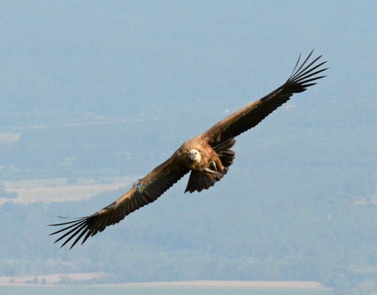 Jedna ze samic odchovaných supů ze Zoo Zlín poletující nad horami středního Balkánu